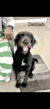 Rescue Labradoodle Dogs for Adoption in Seaside Heights, New Jersey - Delilah | PetCurious