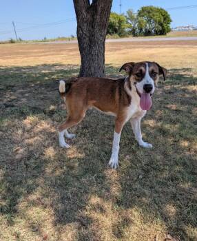 Kale -  Australian Shepherd Dog for Adoption in Dalworthington Gardens, Texas - Kale | PetCurious