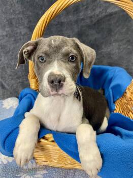 Pit Bull Terrier Dogs Available for Adoption - Joe | PetCurious