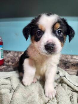 Latte -  Australian Shepherd and Feist Dog for Adoption in Cosby, Tennessee - Latte | PetCurious
