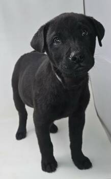 Golden Retriever and Shar Pei Dogs Available for Adoption - Orsino *foster Needed*  | PetCurious