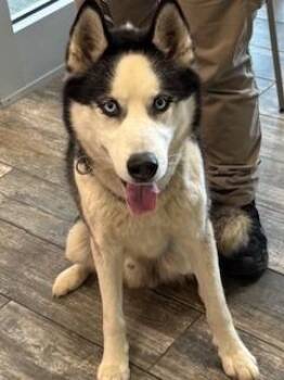 Husky Dogs Available for Adoption in Sidney, Ohio - Peppy Yrly 195 | PetCurious