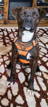Camo -  Pit Bull Terrier and Boxer Dog for Adoption in South Bend, Indiana - Camo | PetCurious