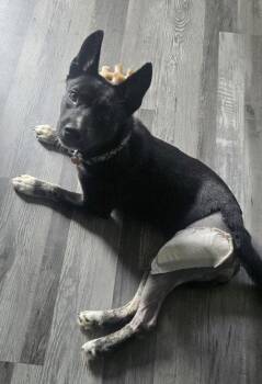 Royal -  German Shepherd Dog Dog for Adoption in Pottstown, Pennsylvania - Royal | PetCurious