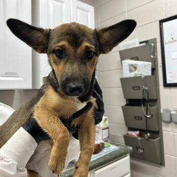 Halfpint -  Mixed Breed Dog for Adoption in Huntsville, Alabama - Halfpint | PetCurious