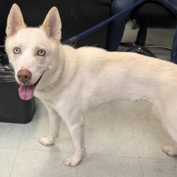 Frost -  Husky Dog for Adoption in Philadelphia, Pennsylvania - Frost | PetCurious