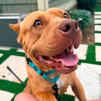 Nonna -  American Staffordshire Terrier and Mixed Breed Dog for Adoption in New York, New York - Nonna | PetCurious