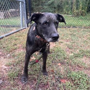 (Found) Moxie -  Catahoula Leopard Dog and Mixed Breed Dog for Adoption in Cabot, Arkansas - (Found) Moxie | PetCurious