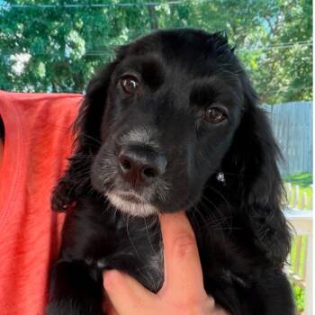 Carlotta -  Mixed Breed Dog for Adoption in Fredericksburg, Virginia - Carlotta | PetCurious