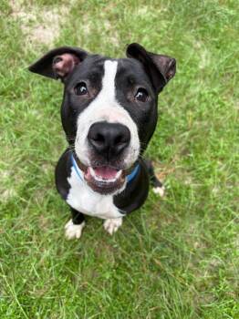 Rescue Terrier Dogs for Adoption in Springfield, Georgia - Roxy | PetCurious