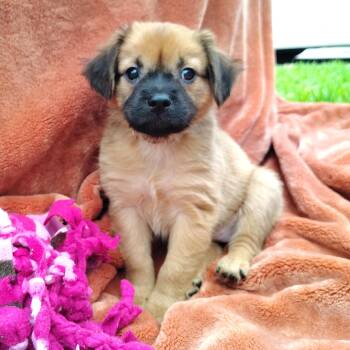Labrador Retriever and Shepherd Dogs Available for Adoption in Corpus Christi, Texas - Briar | PetCurious