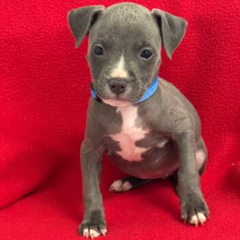 River -  Pit Bull Terrier and Mixed Breed Dog for Adoption in St. Peters, Missouri - River | PetCurious