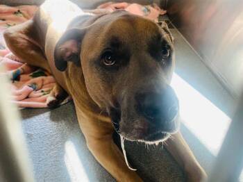 BLU -  Labrador Retriever and Pit Bull Terrier Dog for Adoption in Tustin, California - BLU | PetCurious