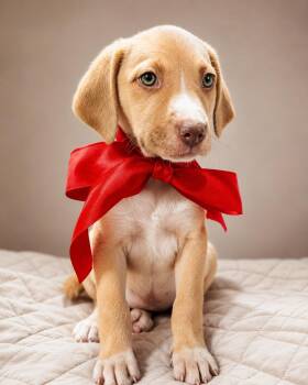 Jack Russell Terrier and Beagle Dogs Available for Adoption in Nahunta, Georgia - BAILEY | PetCurious