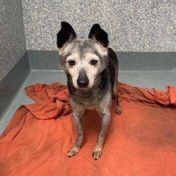 Sahara -  Chihuahua and Mixed Breed Dog for Adoption in Hawthorne, California - Sahara | PetCurious