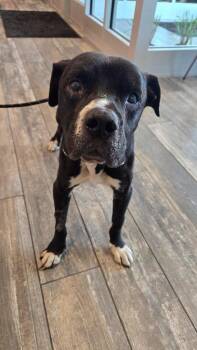 Darius Yrly 299 -  Pit Bull Terrier Dog for Adoption in Sidney, Ohio - Darius Yrly 299 | PetCurious