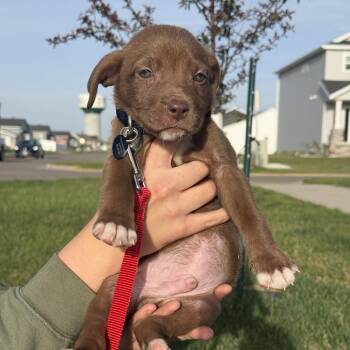 Mochi--In Foster -  Labrador Retriever and Mixed Breed Dog Available for Adoption in Fargo, North Dakota - Mochi--In Foster | PetCurious