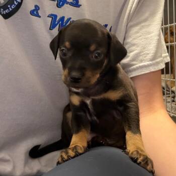 Harry -  Jack Russell Terrier and Chihuahua Dog for Adoption in Council Bluffs, Iowa - Harry | PetCurious