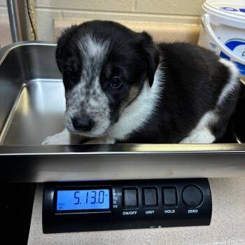 Thor -  Australian Cattle Dog Blue Heeler Dog for Adoption - Thor | PetCurious