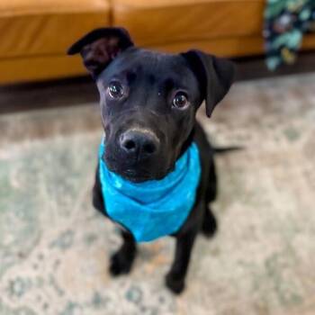 Labrador Retriever and Pit Bull Terrier Dogs Available for Adoption - Zazoo Silly Sidekick | PetCurious