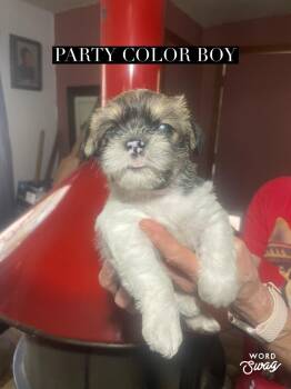 Shih Tzu and Chiweenie Dogs Available for Adoption - Party Color Boy | PetCurious