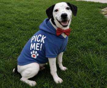 Milo- Best Boy Love-bug Seeking His Hero. -  Mixed Breed and Boxer Dog for Adoption in Conway, South Carolina - Milo- Best Boy Love-bug Seeking His Hero. | PetCurious