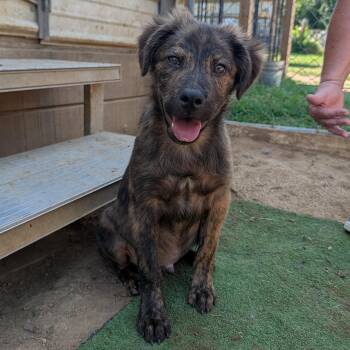 Marbles -  Australian Shepherd and German Shepherd Dog Dog for Adoption in Tishomingo, Oklahoma - Marbles | PetCurious