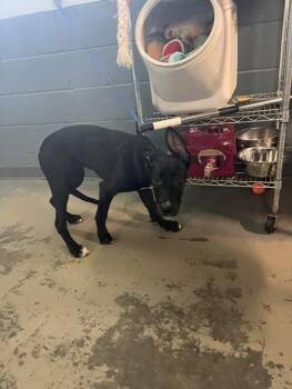 WINNIE -  German Shepherd Dog and Mixed Breed Dog for Adoption in Tallahassee, Florida - WINNIE | PetCurious