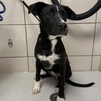 Freya -  Terrier and Collie Dog for Adoption in Abilene, Texas - Freya | PetCurious