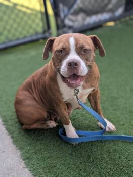 Rescue Pit Bull Terrier Dogs for Adoption in Eagle, Idaho - Susie **Courtesy Post. Out Of Town Pet. See Below For Details** | PetCurious