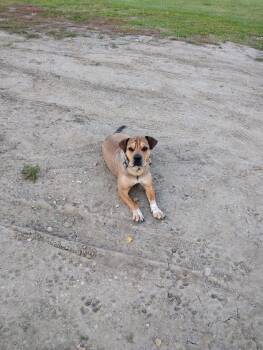Shelby -  Shar Pei Dog for Adoption in Edmonton, Alberta - Shelby | PetCurious