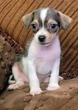 Toadie -  Shih Tzu Dog for Adoption in Saint David, Arizona - Toadie | PetCurious