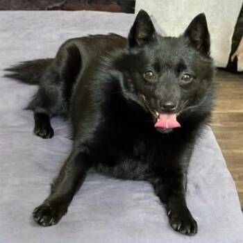 Schipperke Dogs Available for Adoption - Paris | PetCurious