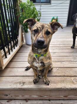 Cinnamon Roll -  Pit Bull Terrier Dog for Adoption in Crystal Lake, Illinois - Cinnamon Roll | PetCurious