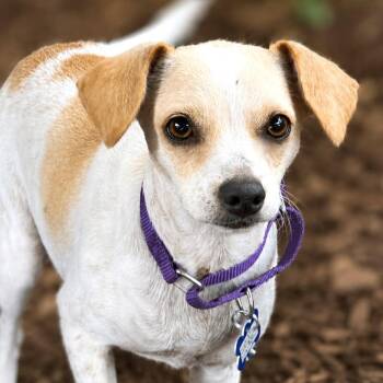 Fay -  Chihuahua and Dachshund Dog for Adoption in Boerne, Texas - Fay | PetCurious