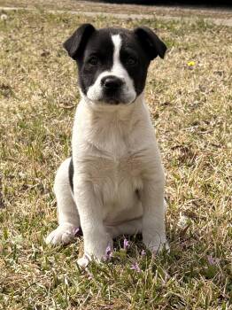 Border Collie Dogs Available for Adoption - Juliet | PetCurious