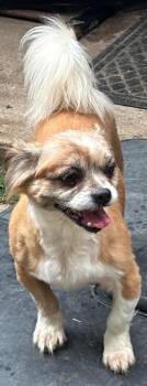 Bentley -  Mixed Breed Dog for Adoption in Dallas, Texas - Bentley | PetCurious