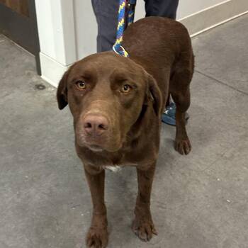 Chip -  Mixed Breed Dog for Adoption in Hailey, Idaho - Chip | PetCurious