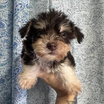 Sammi -  Yorkshire Terrier and Chihuahua Dog for Adoption in Crosby, Texas - Sammi | PetCurious