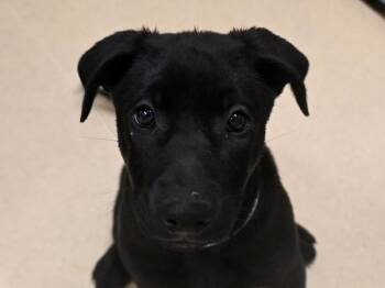 Shepherd Dogs Available for Adoption in Portland, Oregon - Earth | PetCurious