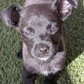 Mixed Breed Dogs Available for Adoption in Loxahatchee Groves, Florida - Princess 7266 | PetCurious
