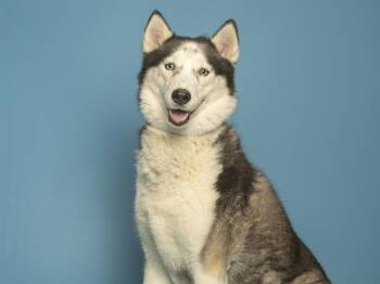 Siberian Husky and Mixed Breed Dogs Available for Adoption - MILLIE | PetCurious