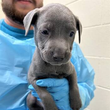 MOE -  American Staffordshire Terrier Dog for Adoption in San Antonio, Texas - MOE | PetCurious