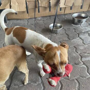 LUMA -  Chihuahua Dog for Adoption in San Antonio, Texas - LUMA | PetCurious