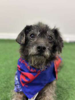 Border Terrier and Schnauzer Dogs Available for Adoption - Booboo | PetCurious