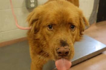 Mixed Breed Dogs Available for Adoption in Columbia, South Carolina - POLLEN | PetCurious