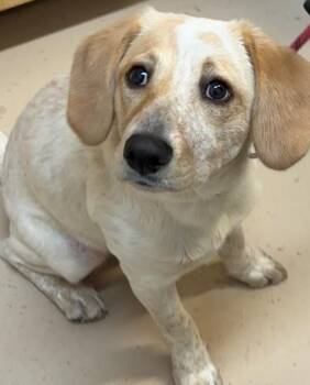 RHETT -  Brittany Spaniel and Foxhound Dog for Adoption in Elizabethton, Tennessee - RHETT | PetCurious