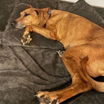 Matt -  Plott Hound Dog for Adoption in Chicago, Illinois - Matt | PetCurious