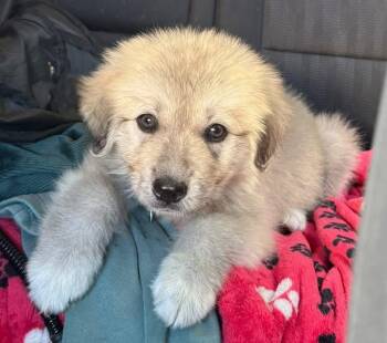 Darla -  Great Pyrenees Dog for Adoption in Hillside, Illinois - Darla | PetCurious