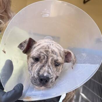 Phishing (yellow) -  Pit Bull Terrier Dog for Adoption in Baltimore, Maryland - Phishing (yellow) | PetCurious